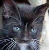  Animals - Dogs, Cats - 